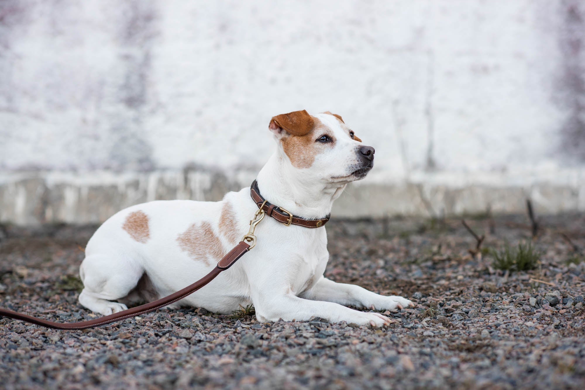 Jacson London Hundhalsband