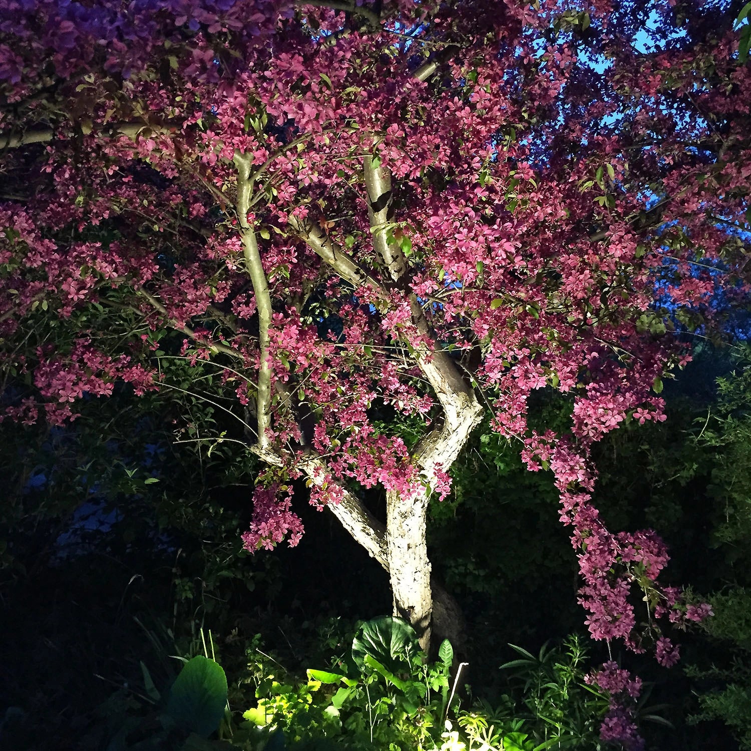 Luna Trädgårdsspot 350 lm 5W 35° Grå