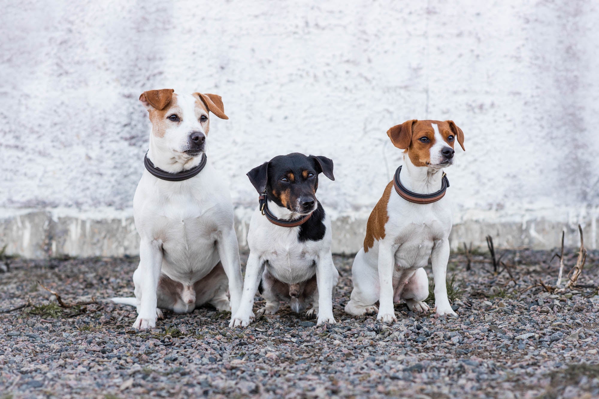 Jacson London Hundhalsband