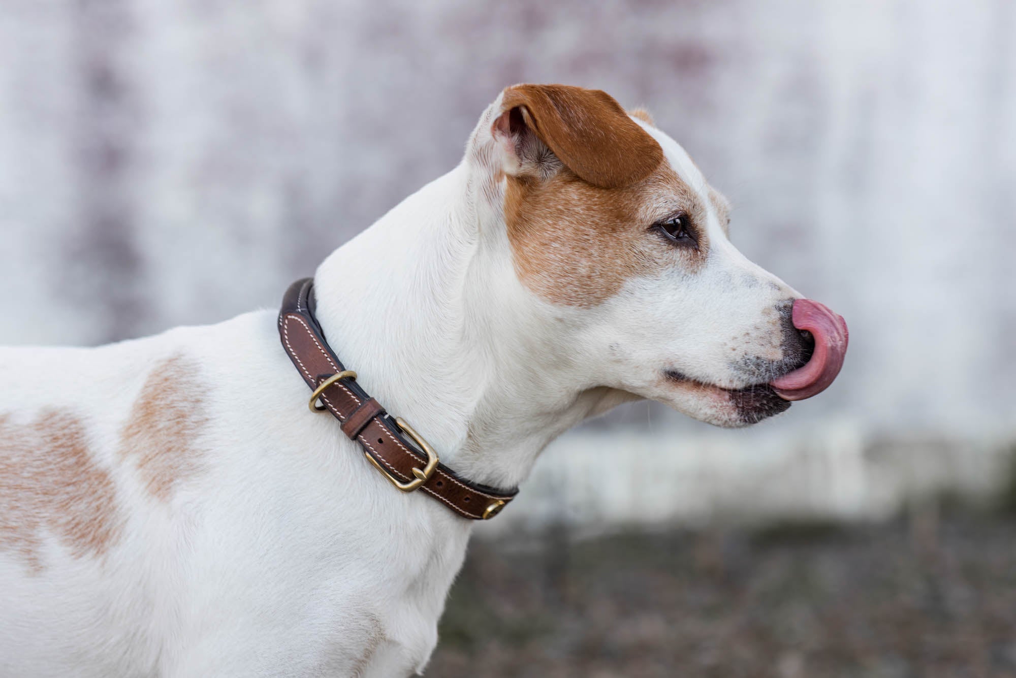 Jacson London Hundhalsband