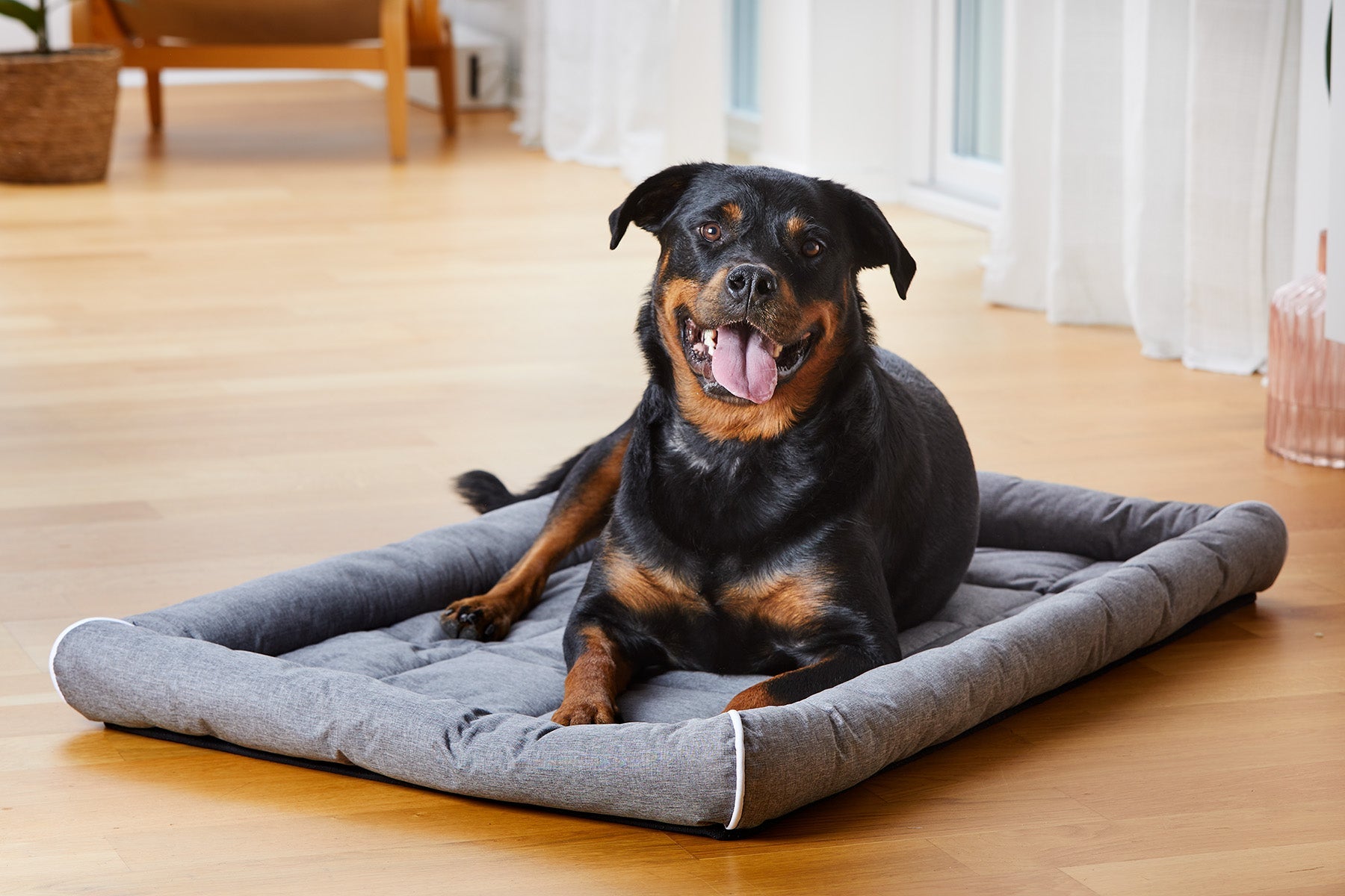 Buddy Hunddyna med kant Grå M