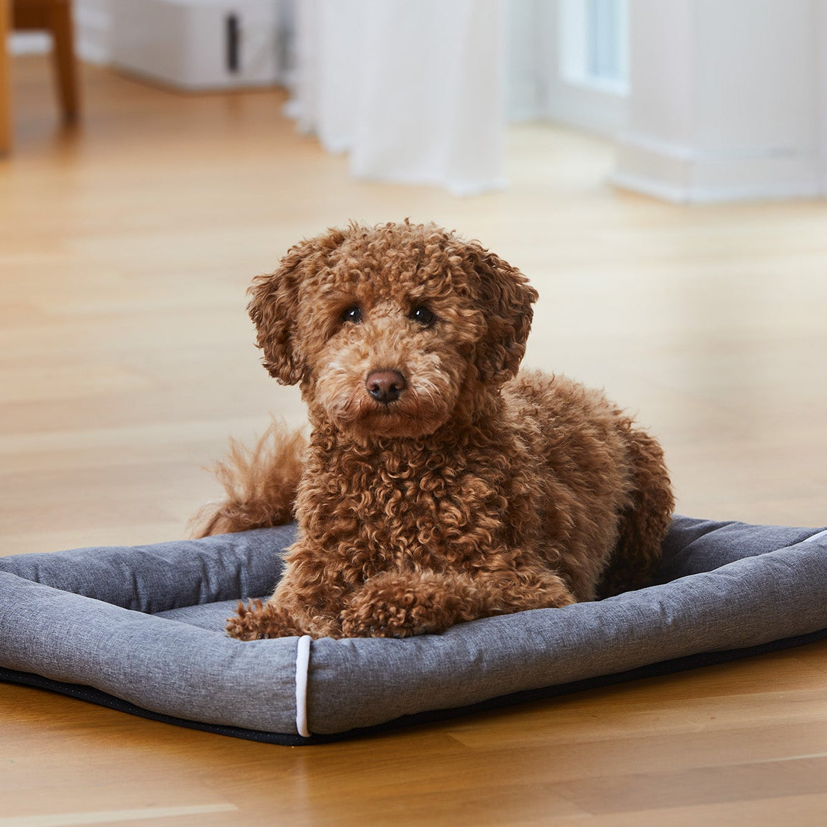 Buddy Hunddyna med kant Grå S